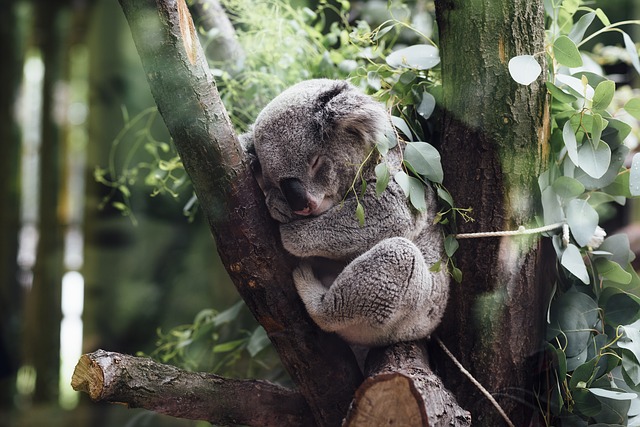 Medvídek koala.