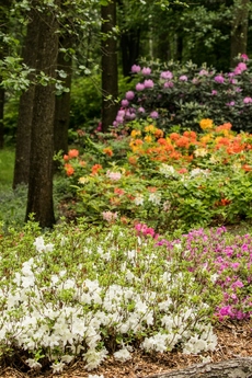 Rododendrony v Zoo Ostrava.