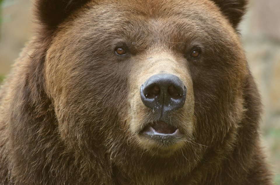 Oblíbený medvěd grizzly jménem Sigfried uhynul.