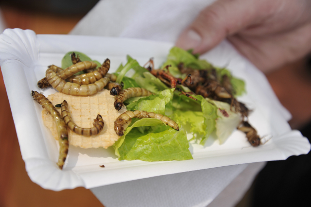 Ukázka jídla z Extrem Food Festivalu.