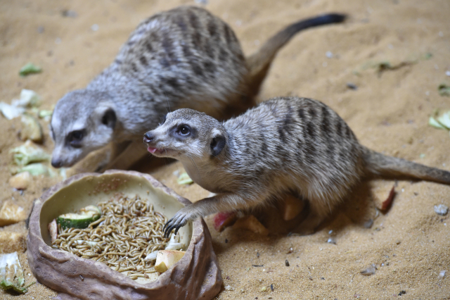 Surikaty v olomoucké zoo.