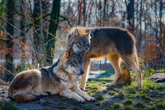 Vlci (ilustrační foto).
