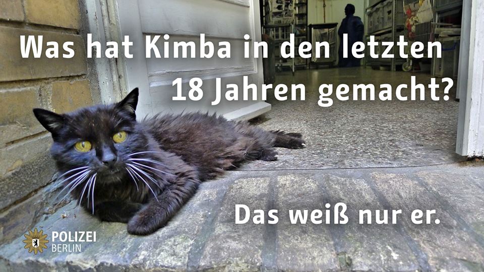 Zaběhnutý kocour Kimba.