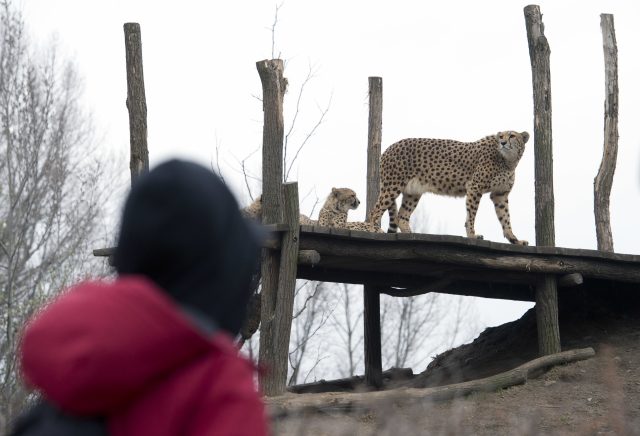 Zoologická zahrada Praha, gepard štíhlý.