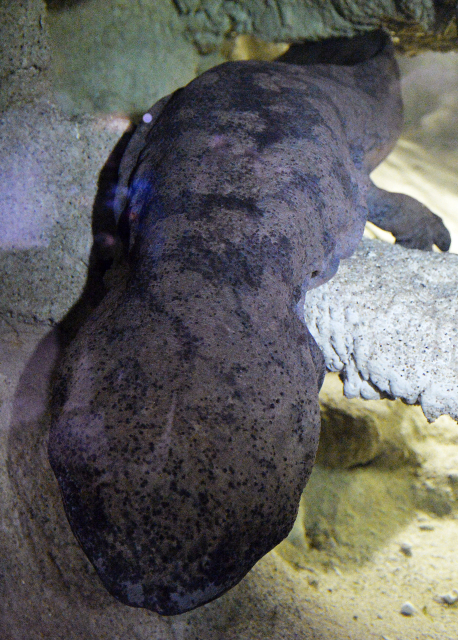 Nejdéle žijícím velemlokem na světě je nejspíš Karlo žijící v pražské zoo (na snímku).