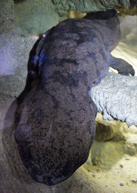 Nejdéle žijícím velemlokem na světě je nejspíš Karlo žijící v pražské zoo (na snímku).