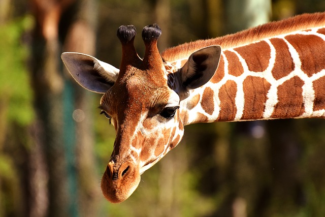 Žirafy ve dvorské zoo budou k vidění i v zimě (ilustrační foto). Žirafy ve dvorské zoo budou k vidění i v zimě (ilustrační foto).