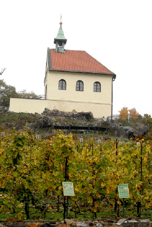 Vinice svaté Kláry.