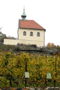 Vinice svaté Kláry.