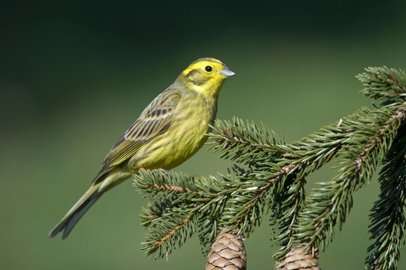 Strnad obecný (Emberiza citrinella).