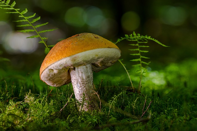 Ilustrační foto.