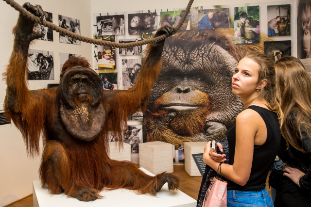 Vycpaný orangutan Ňuňák.