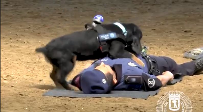 Policejní pes Poncho zvládá základy první pomoci.
