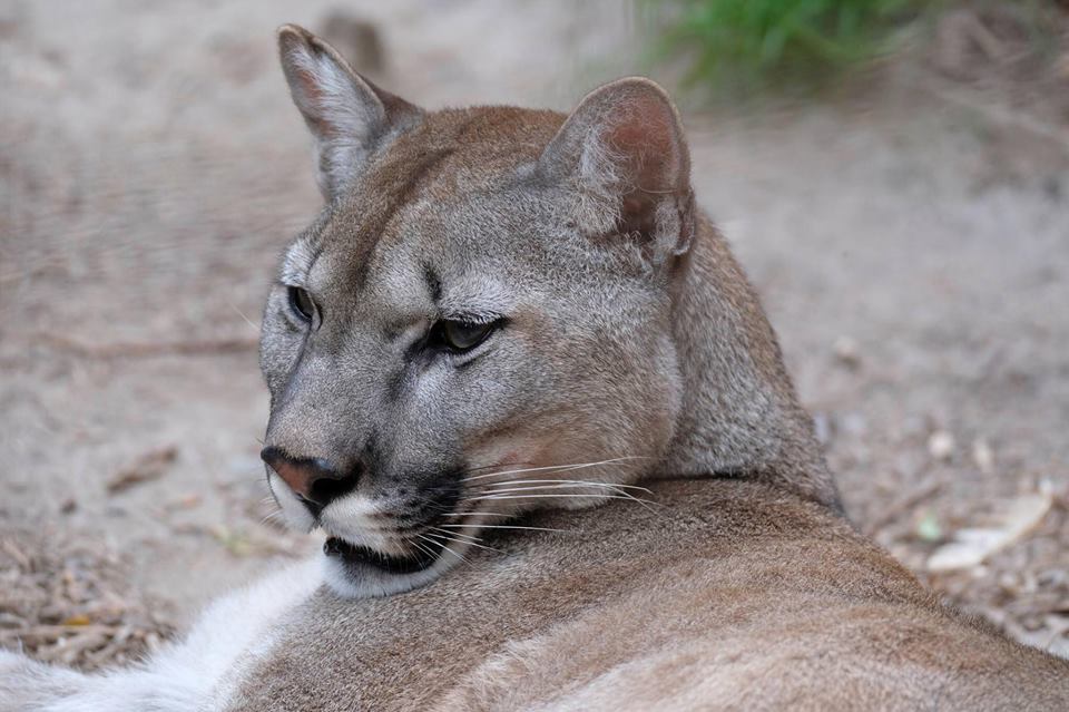 Puma ze zooparku ve Zvoli.