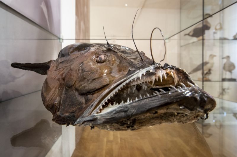 Výstava v hradecké galerii se jmenuje Pod mořskou hladinou.