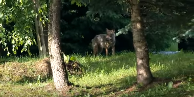 Neobvyklé chování zastřeleného zvířete se podařilo už na počátku června natočit na video.