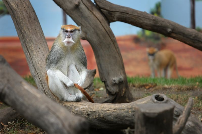Opice, Zoo v Hluboké nad Vltavou.