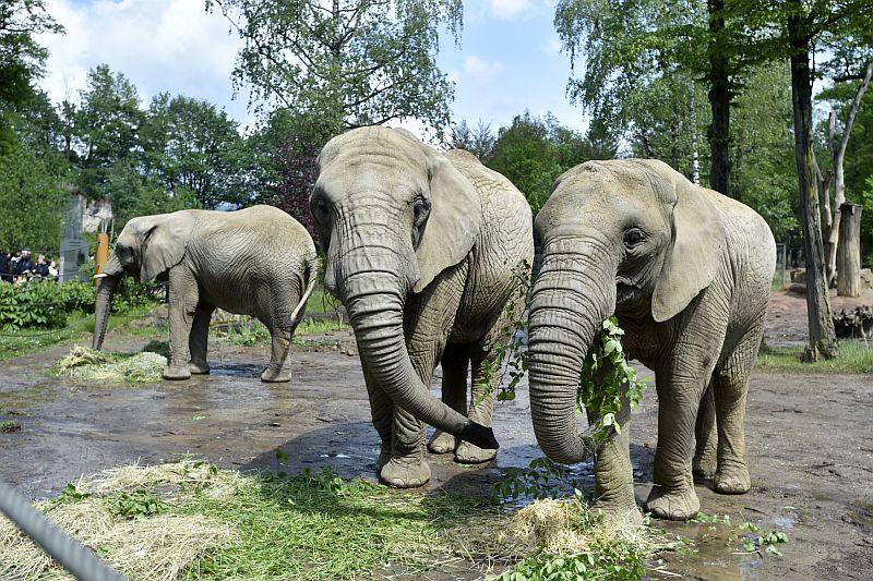 Na snímku jsou slonice ze zlínské zoo. Zleva: Kálí, Ulu a Zola.