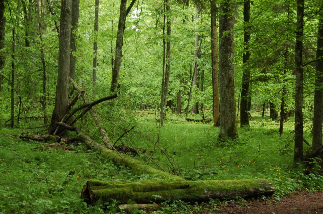  Bělověžský prales. 
