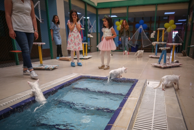 V Turecku otevřeli bazén pro kočky.