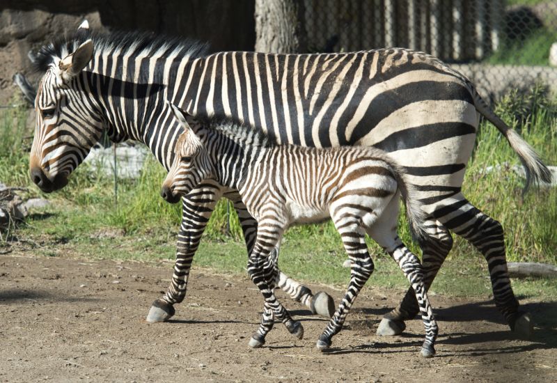 Zebra s mládětem.