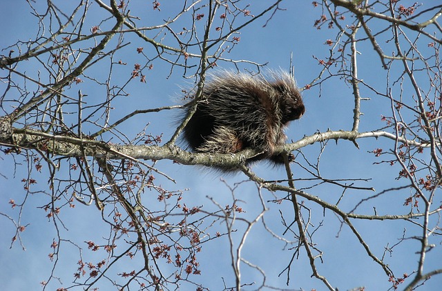 Stromový dikobraz neboli urzon kanadský (ilustrační foto).