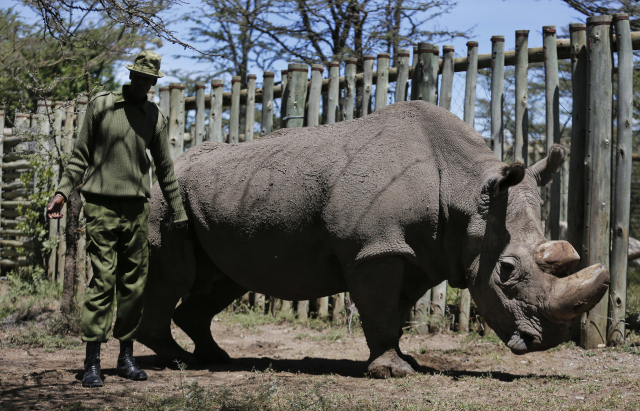 Sudan, poslední severní bílý nosorožec, zemřel v březnu tohoto roku.