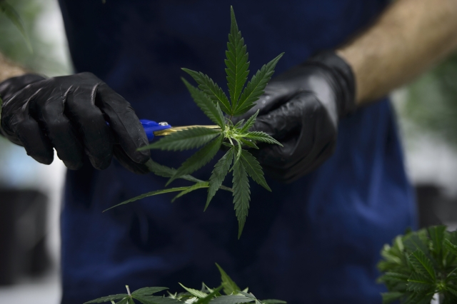 Marihuana. 