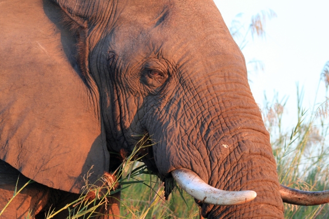 Slon africký, ilustrační fotografie. 