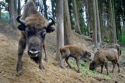 Zoo Tábor chová již šest zubrů evropských.