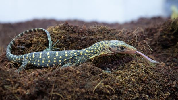 V pražské zoo se vylíhla druhá generace vzácných varanů moluckých.