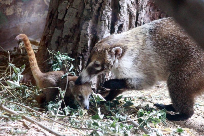 Ústecká zoo odchovala nosály bělohubé.