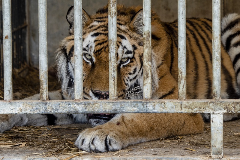 Jeden z tygrů, kteří unikli z Bioparku Štít.