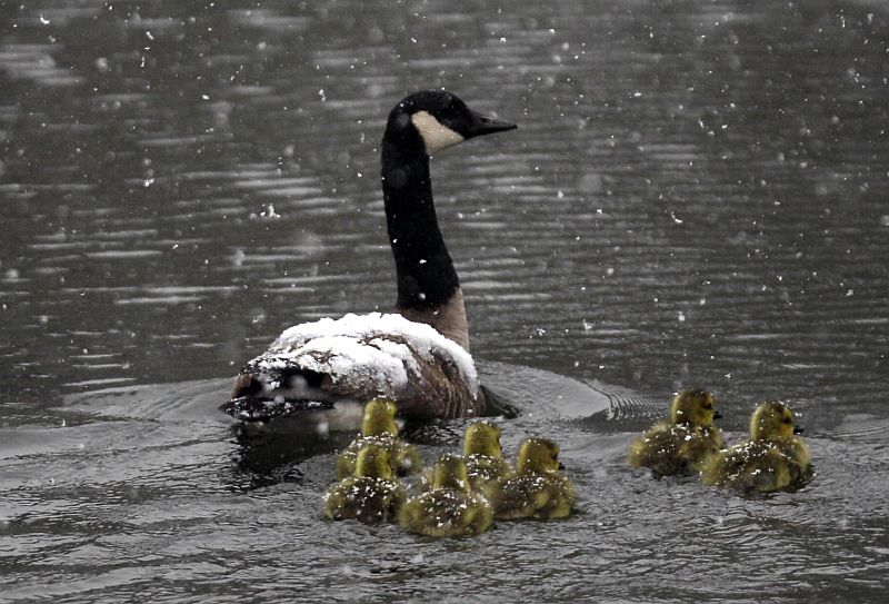 Oteplování planety mění způsob migrace bernešek.