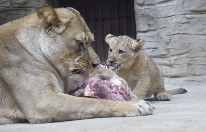 Mládě lva berberského v olomoucké zoo.