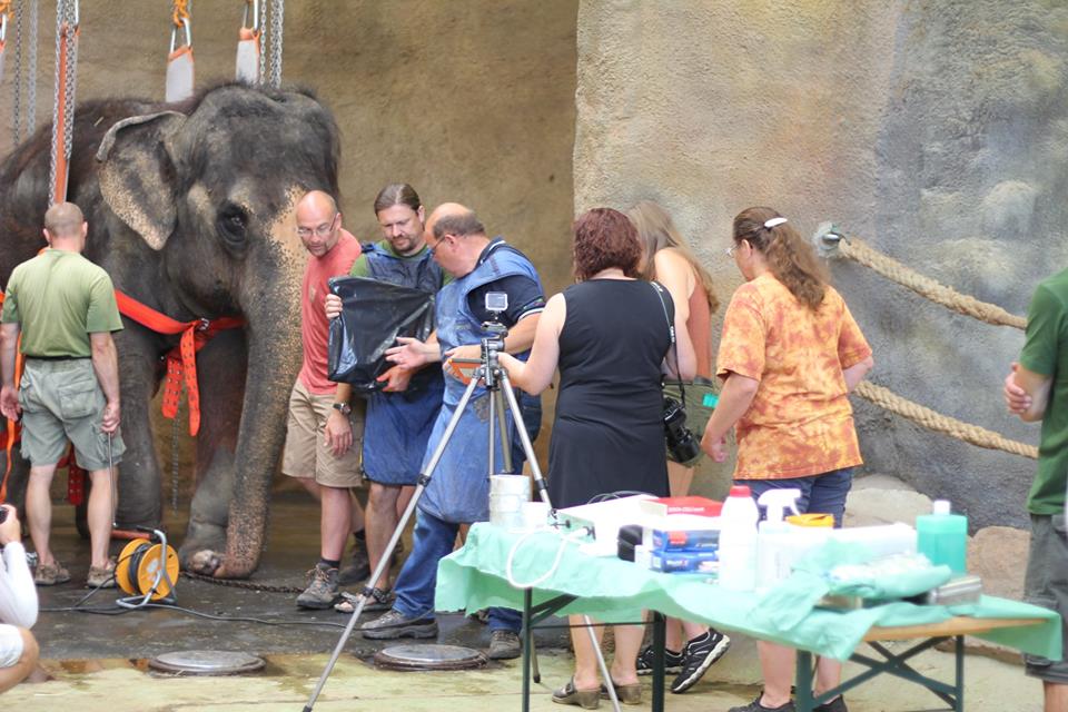 Operace indické slonice Kaly v ústecké zoo.