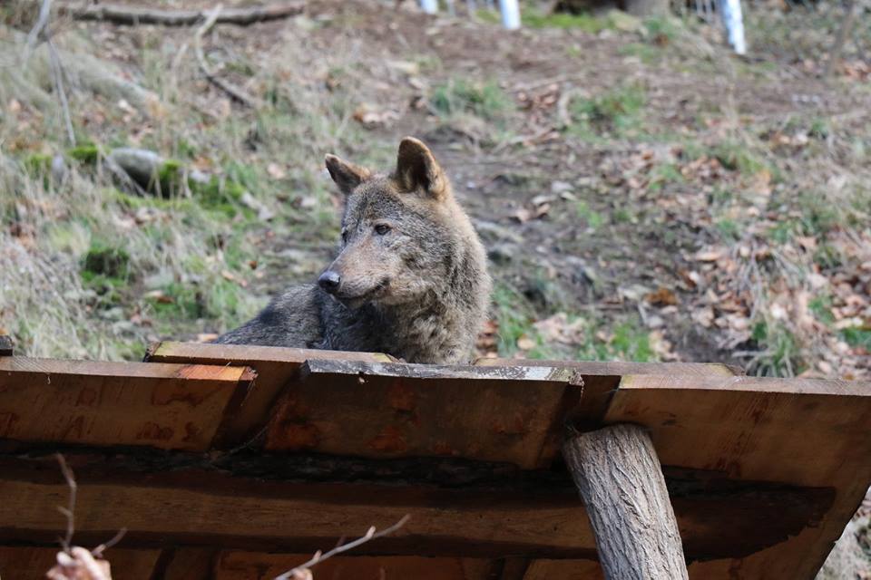 Vlci se vrátili ze zoo v Brně, kde byli v dočasné péči.