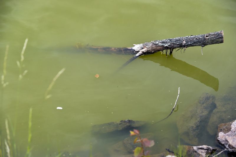 Rybník Sykovec u Třech Studní na Žďársku.