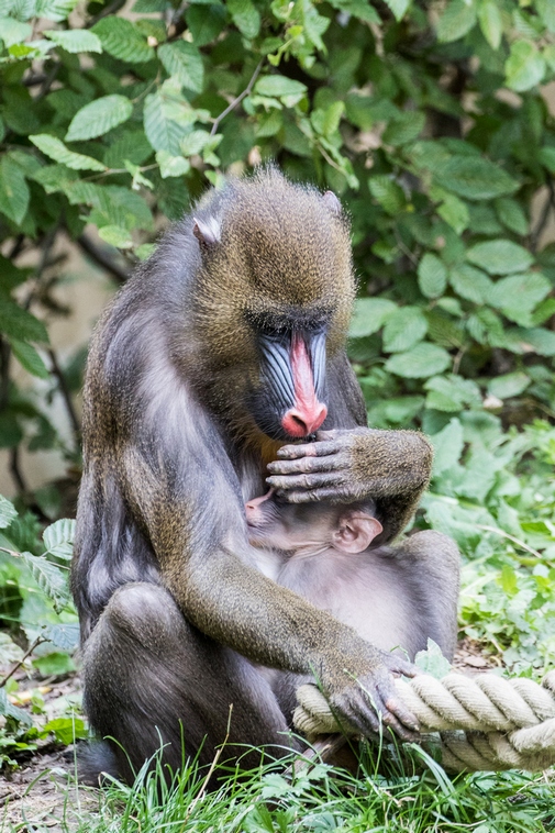 Nový přírůstek u mandrilů v Zoo Ostrava.