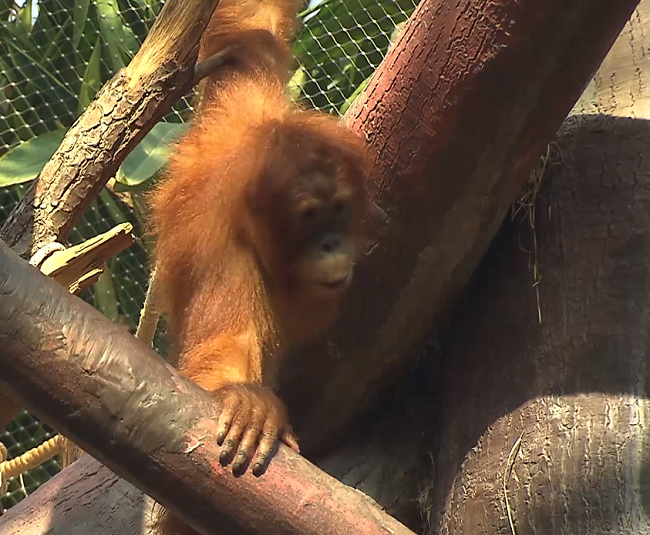 Na výrobu palmového oleje doplácejí orangutani.
