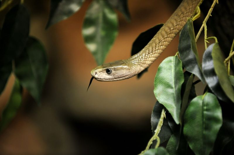 Mamba ern U tkla Sv ho Chovatele Ten Je Ve V n m Stavu T den cz mamba-ern-u-tkla-sv-ho-chovatele-ten-je-ve-v-n-m-stavu-t-den-cz