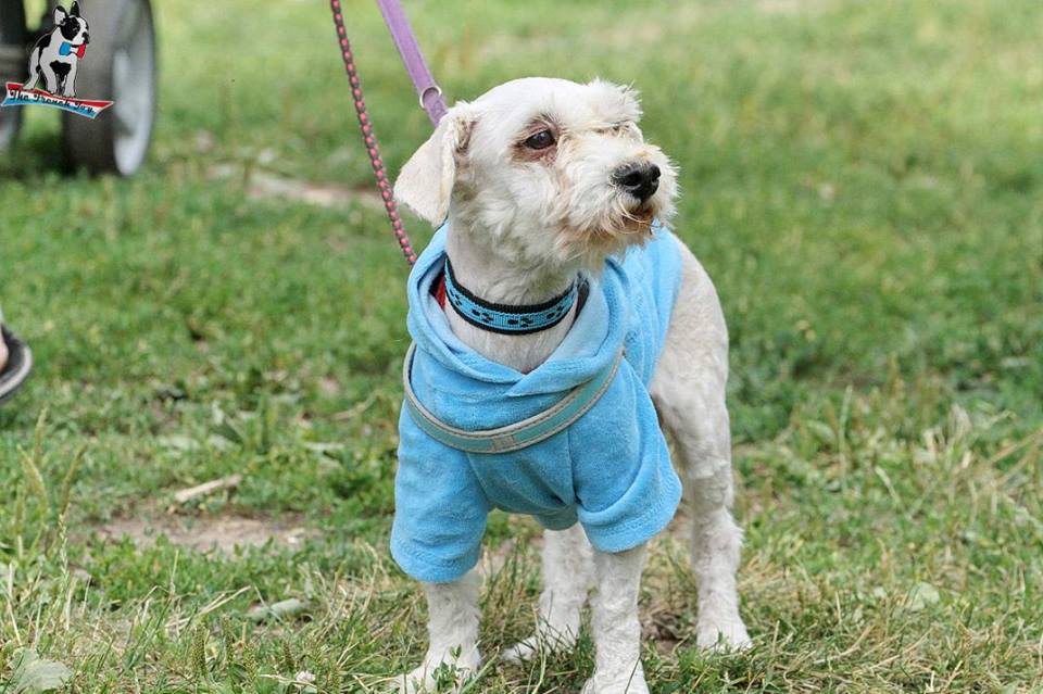 Prošel si peklem. Bázlivý Monty čeká na nové majitele. Prošel si peklem. Bázlivý Monty čeká na nové majitele.