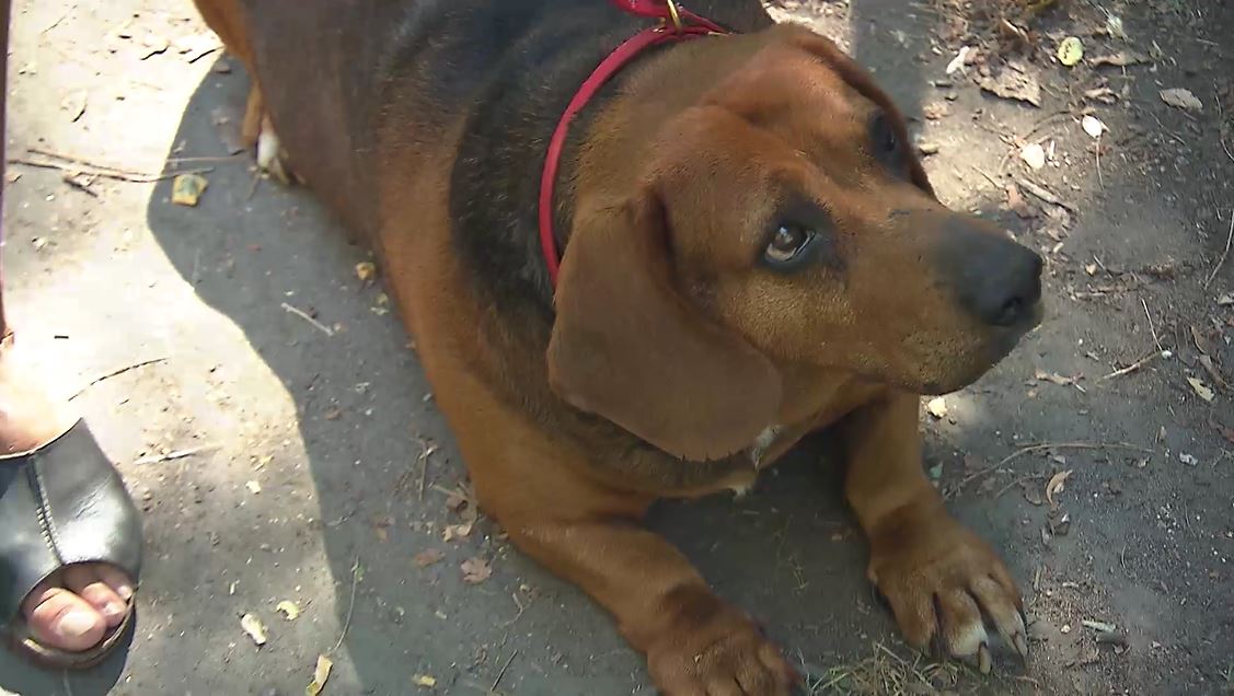 Smutný život jezevčíka. Alf čeká na nový domov. Smutný život jezevčíka. Alf čeká na nový domov.