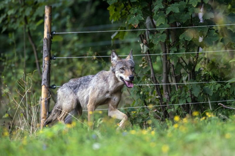 Vlčice nalezená u Vrchlabí v ovčí ohradě.