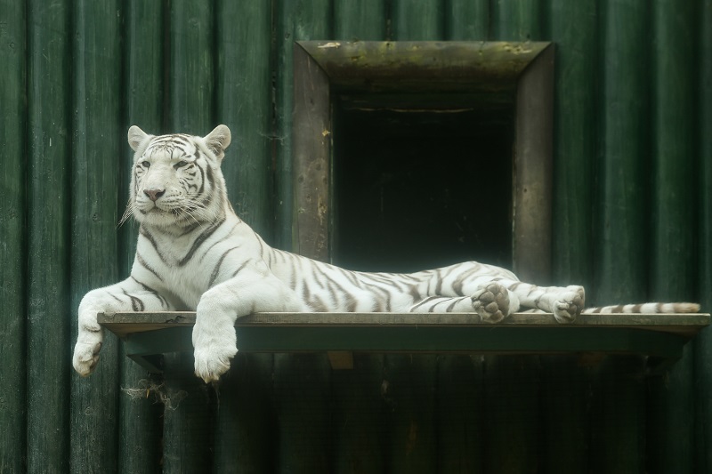 Bílý tygr v liberecké zoo. 