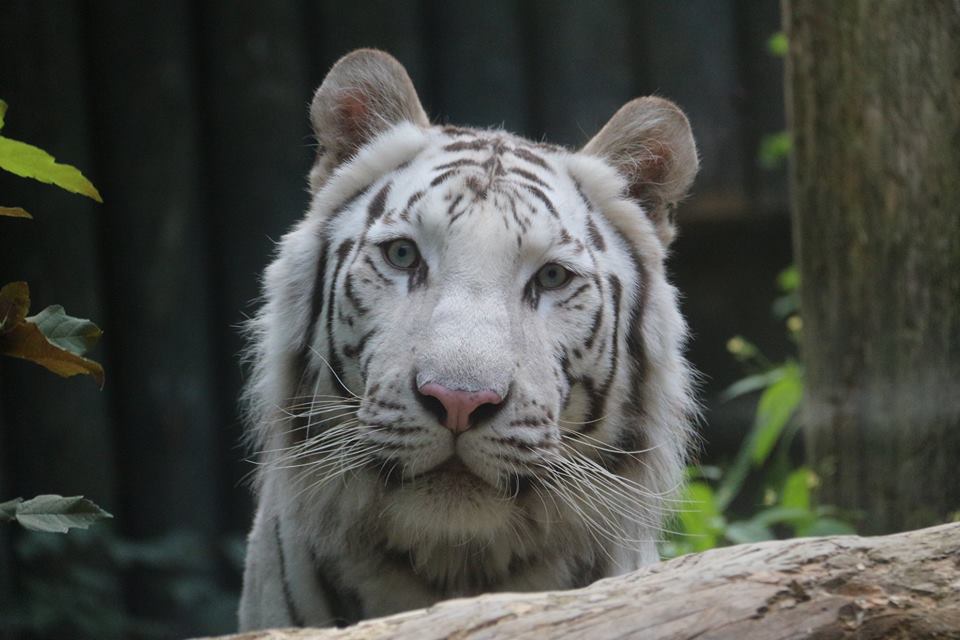 Bílý tygr z liberecké zoo.