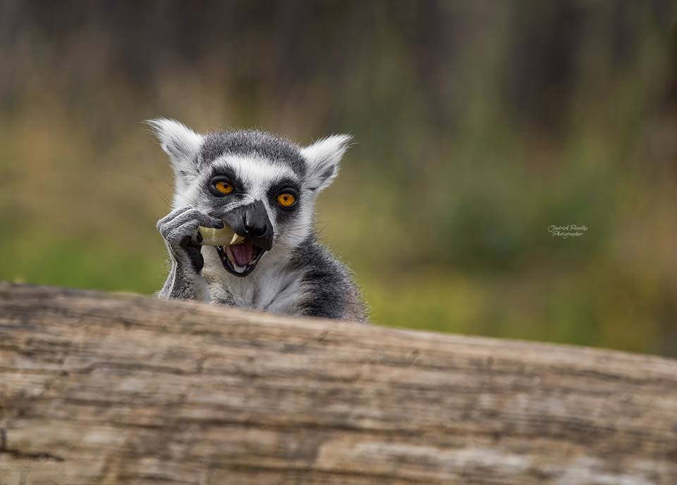 Zoo Brno.