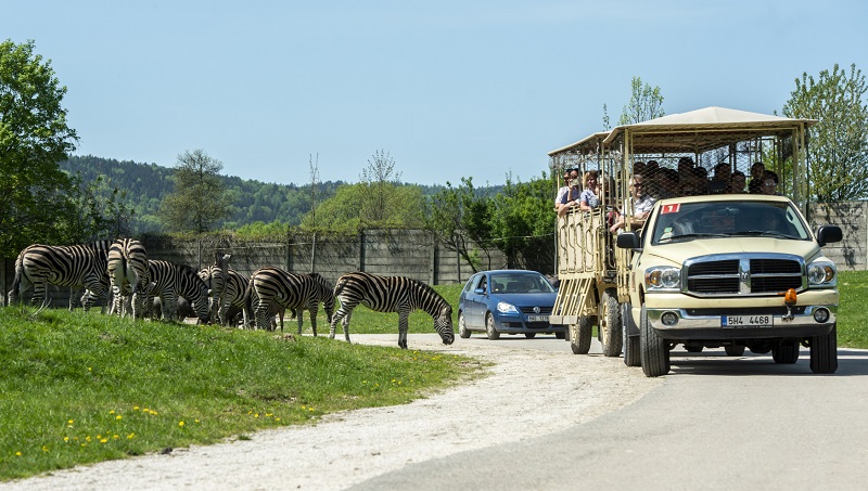 Safaribus v zoologické zahradě ve Dvoře Králové nad Labem.