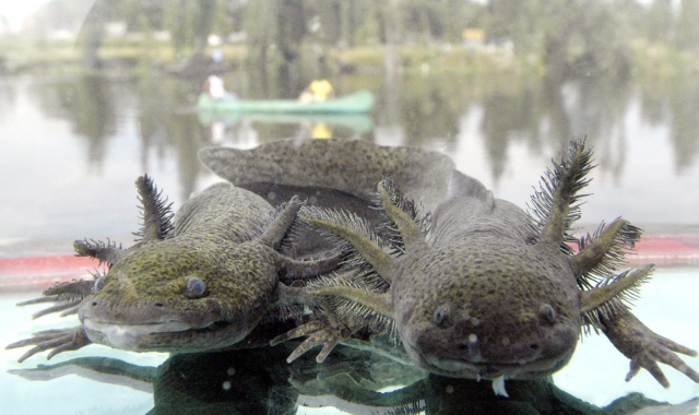 Axolotl Dumérilův.