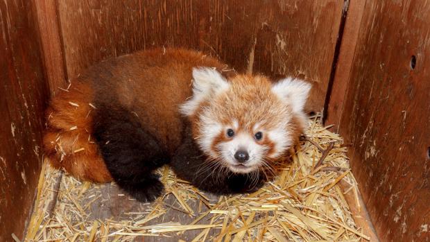 Mládě pandy červené v pražské zoo.